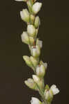 Bog smartweed